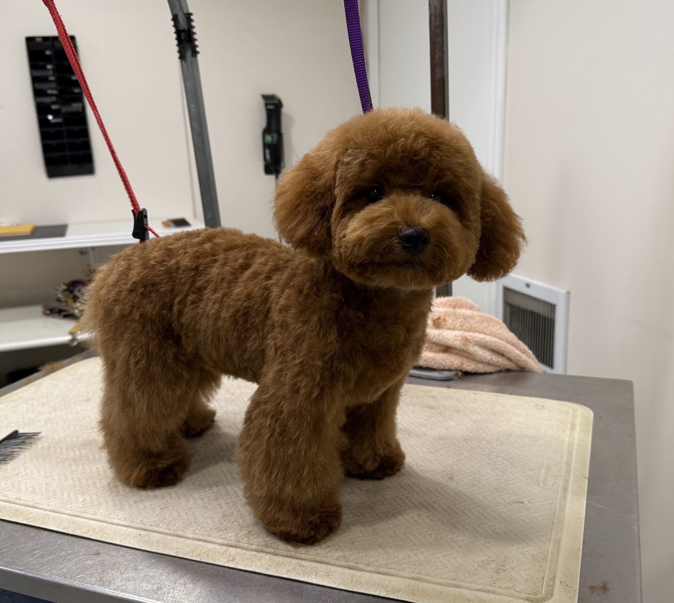 Pawfect Spa Ltd | Toronto Dog Grooming