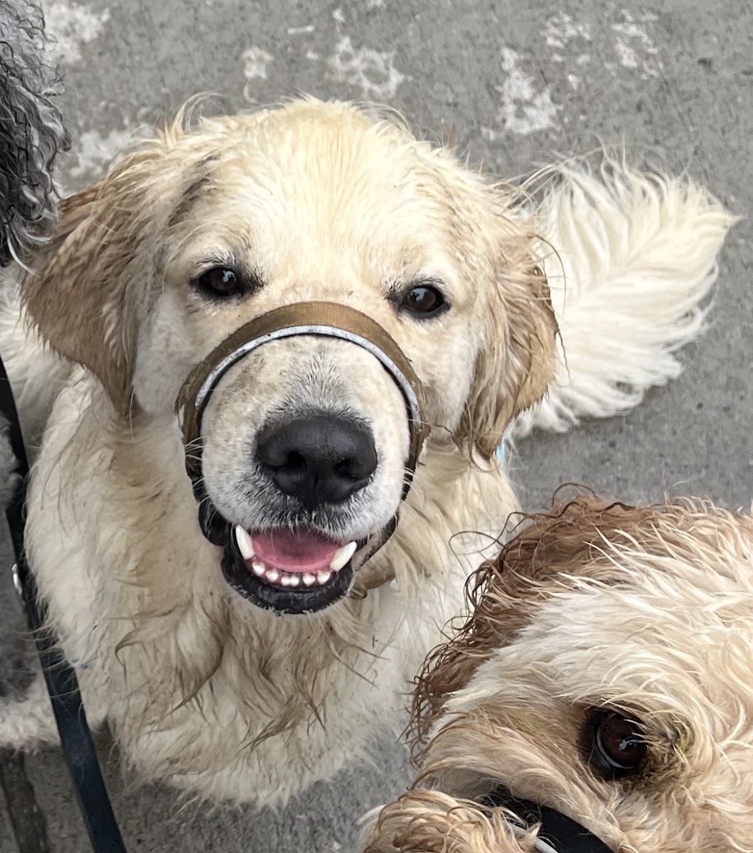 Care Pet Services
