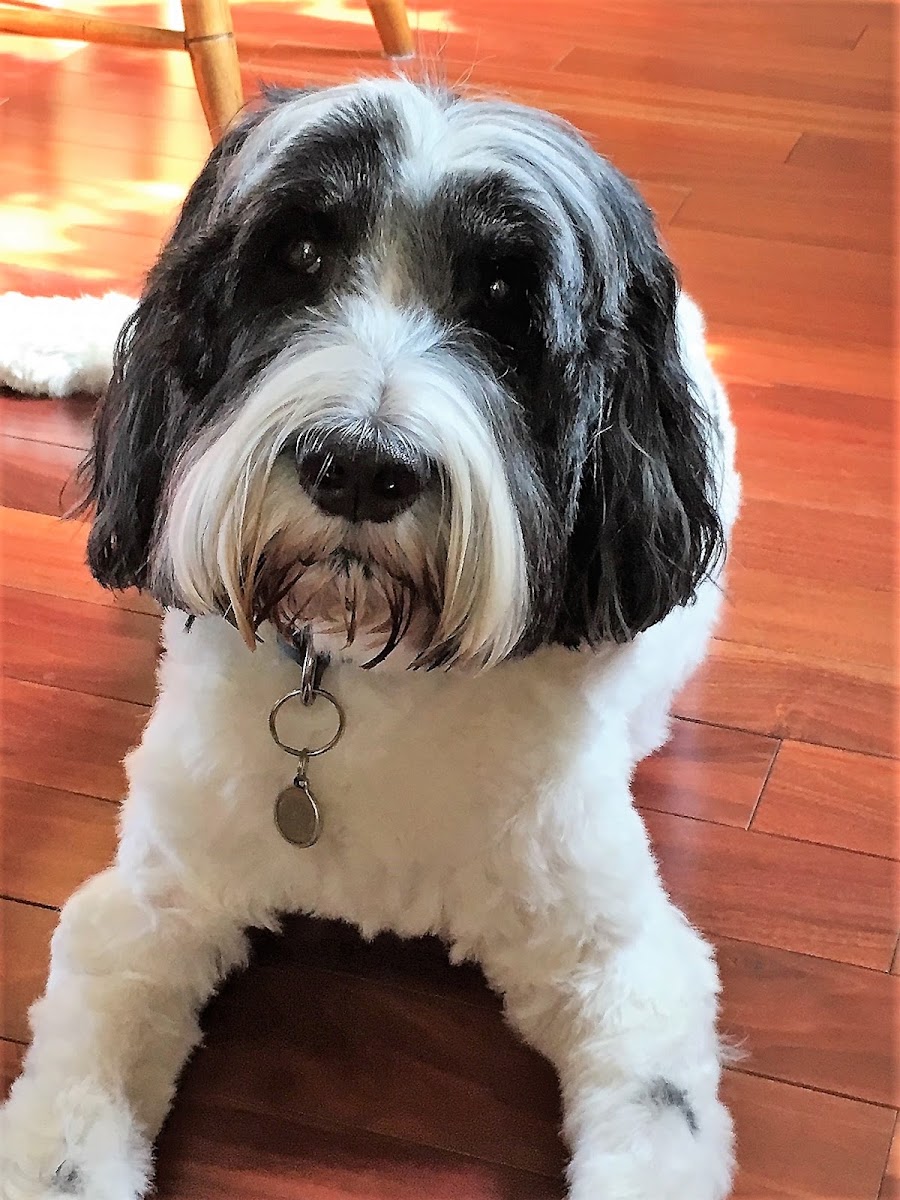 Canine Clips