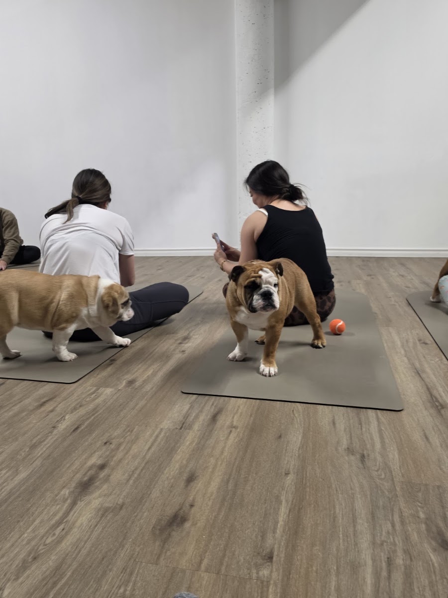 PupAsana Yoga Studio (Puppy Yoga)